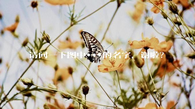 请问一下图中***的名字，谢啦？